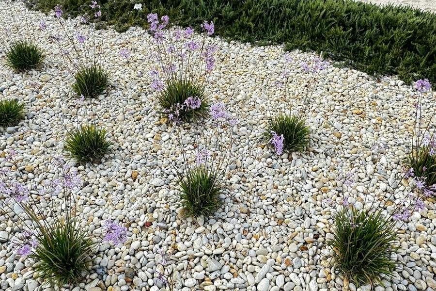 Jardín seco de grava con matas de lavanda