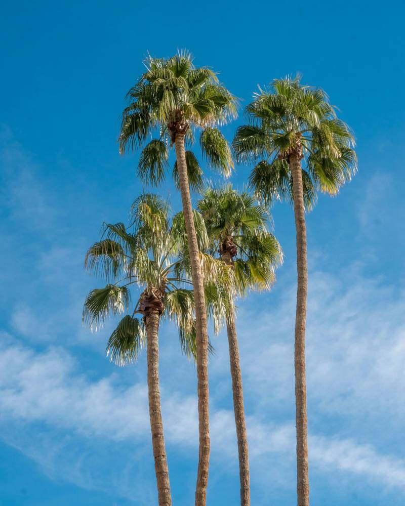 Palmeras altas contra un cielo azul