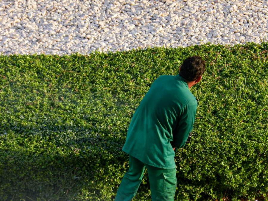 Jardinero recortando un seto junto a un parterre de piedra blanca